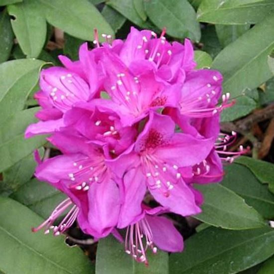 Rhododendron 'Anah Kruschke'