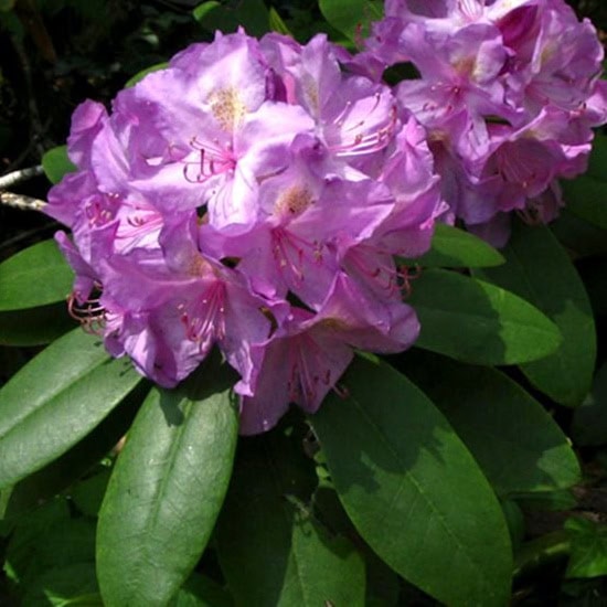 Rhododendron 'BOURSAULT'
