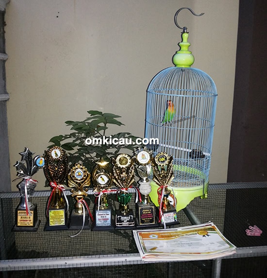 lovebird Selvi Kitty