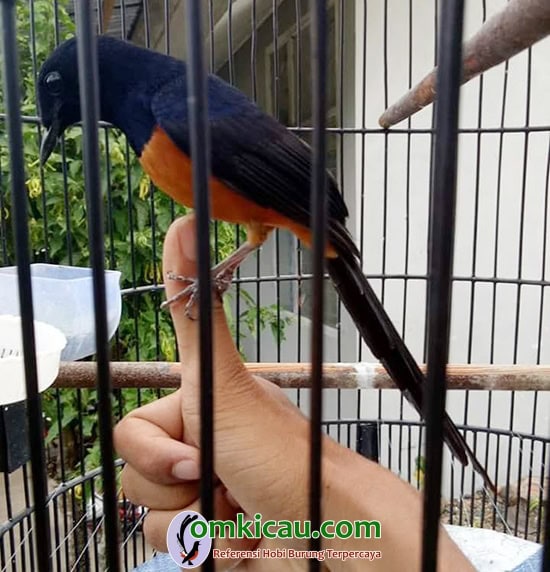 perawatan murai Batu Sienta