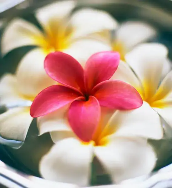 Naturopathy Pack