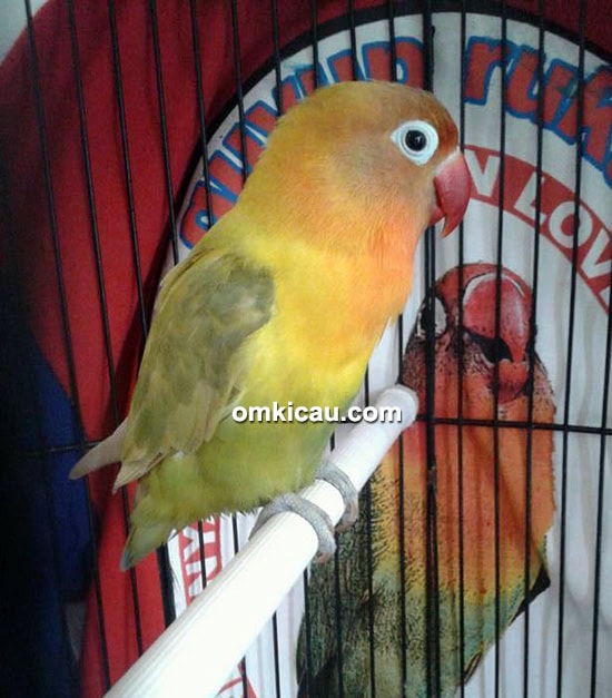 Lovebird Lolita