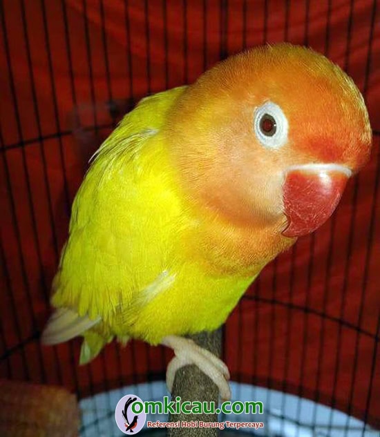 cara merawat burung lovebird