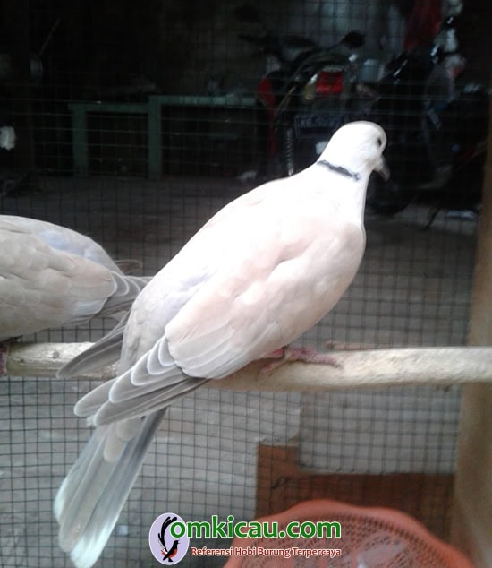 HW Bird Farm Ngawi HW Bird Farm Ngawi