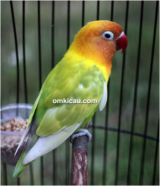 Lovebird Bibi Lung