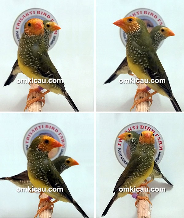 Star finch yellow face