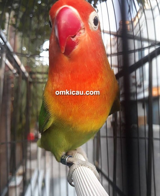 Lovebird Tumbar