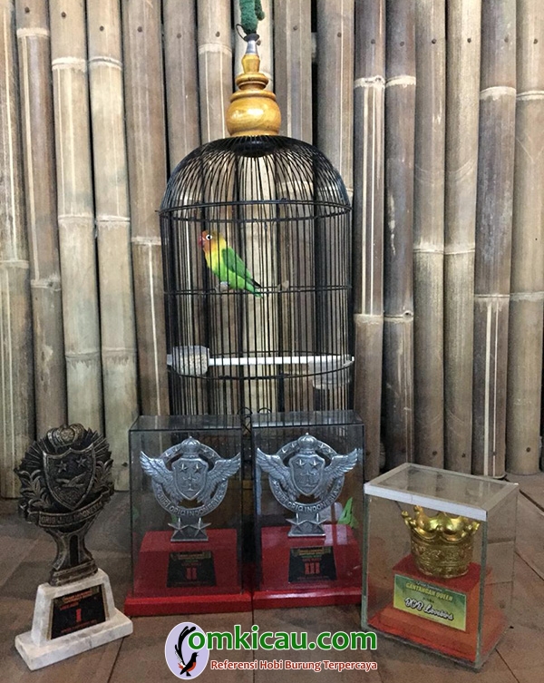 cara merawat burung lovebird
