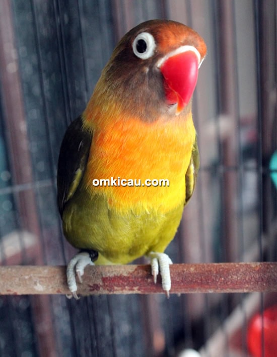Breeding lovebird U2 BF Depok