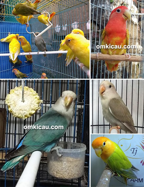breeding lovebird