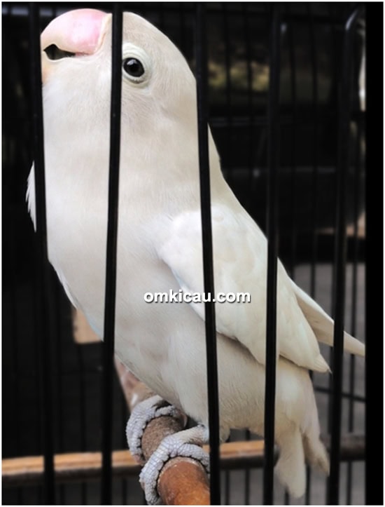 Lovebird White