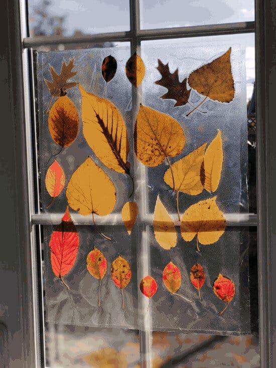 fall craft autumnal suncatcher made with real leaves on window