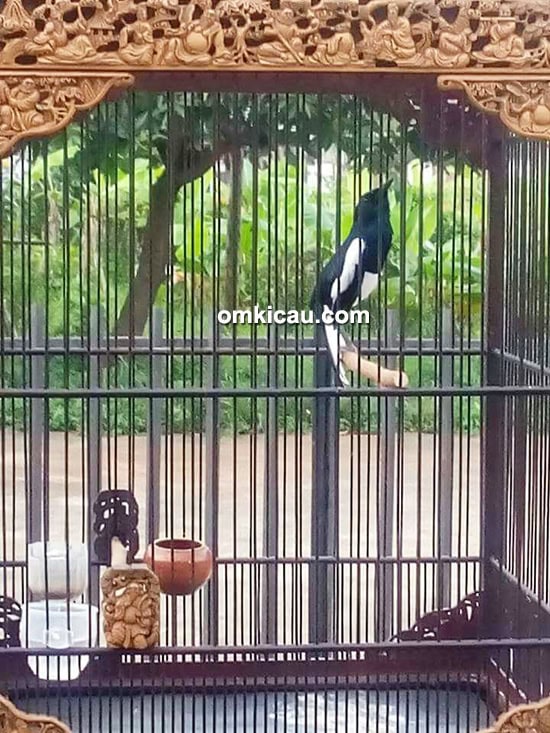 perawatan kacer