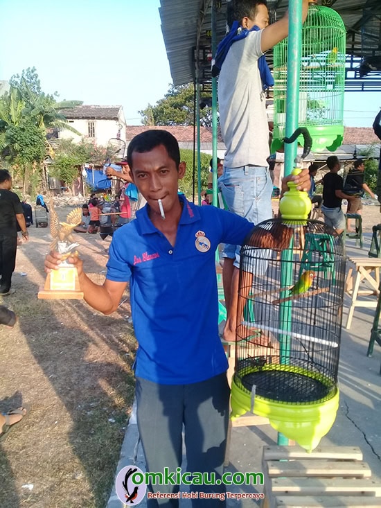 Lovebird Lindu Aji