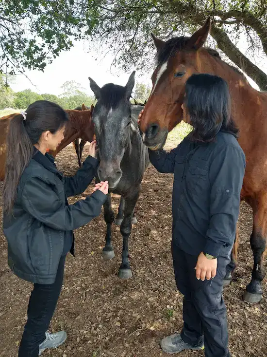 pregnant mare rescue equine meditation participants hero.webp