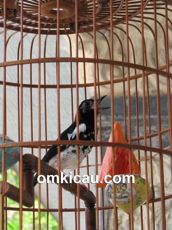 Salah satu gaco andalan, anakan dari Abah, anis kembang jawara.