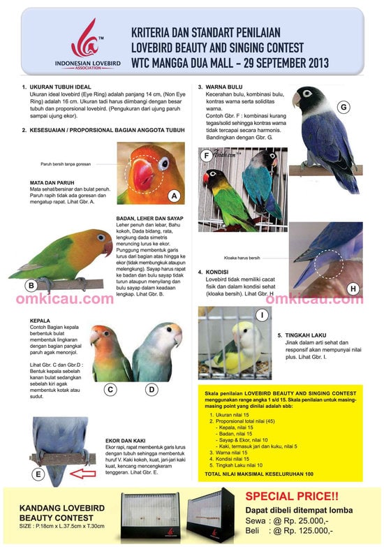 Kriteria penilaian lomba lovebird