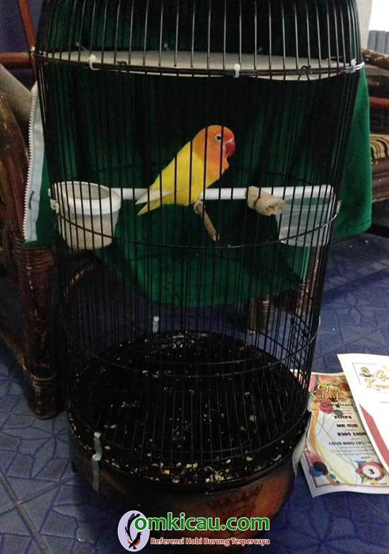 lovebird jawara