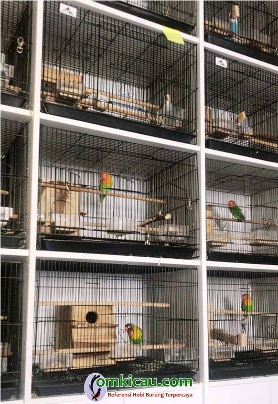 cara beternak burung lovebird