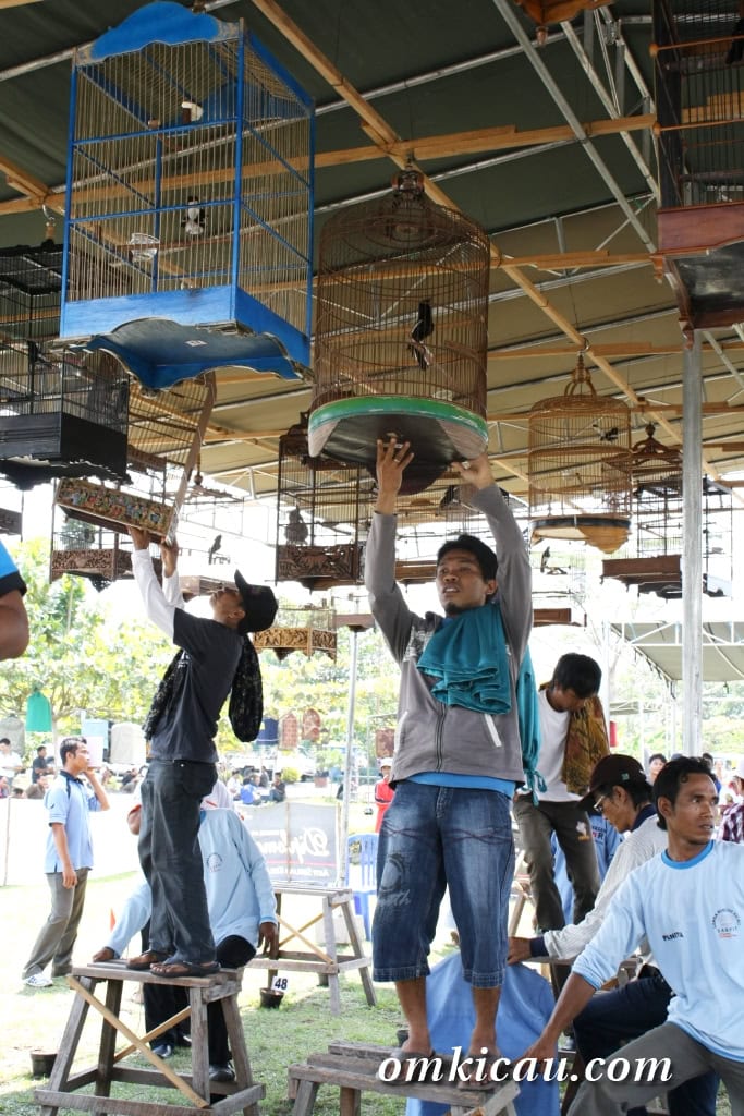 Lomba Burung di Sampit