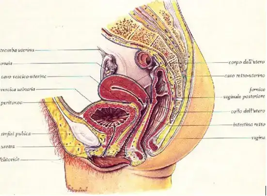 Macroarea Cistite femminile