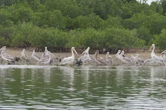 Excursion au parc national du Djoudj depuis Saint-Louis — Sénégal