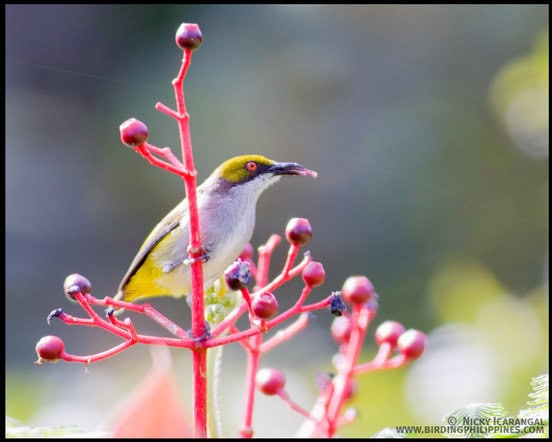 Olive-capped Flowerpecker