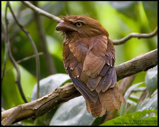 Philippine Frogmouth