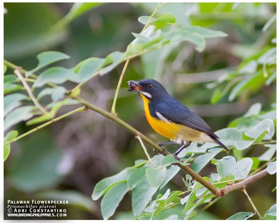 Palawan Flowerpecker