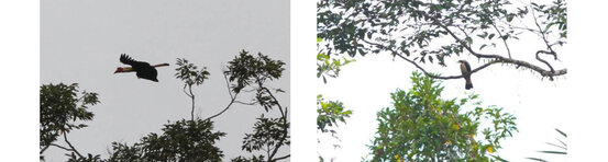 Writhed Hornbill and Mindanao Tarictic Hornbill