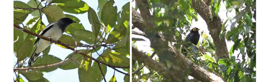 McGregor's Cuckoo-shrike and Apo Myna