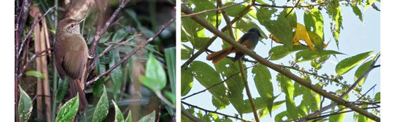 Luzon Bush Warbler and Blue-headed Fantail