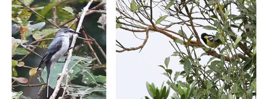Ashy Minivet and Elegant Tit