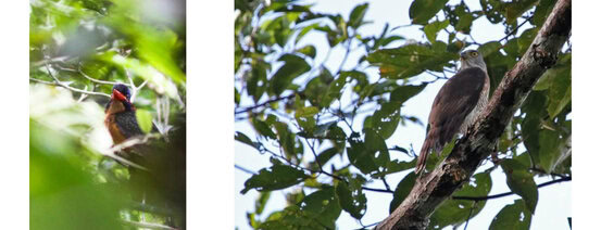 Blue-capped Kingfisher and Besra
