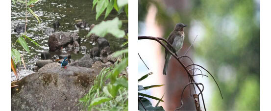 Indigo-banded Kingfisher and Philippine Bulbul