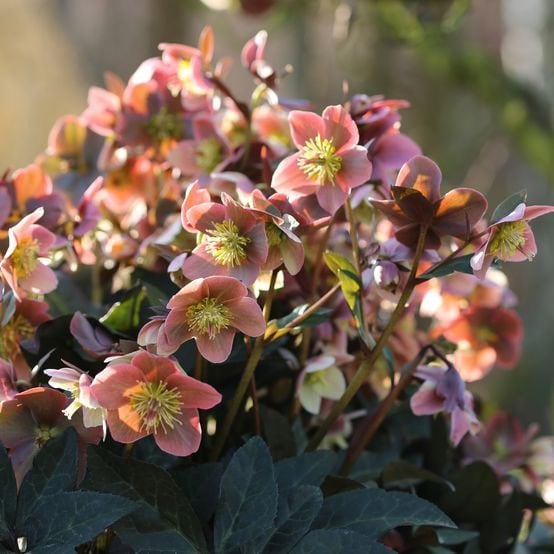Hellebore HGC® Gold Collection® Merlin