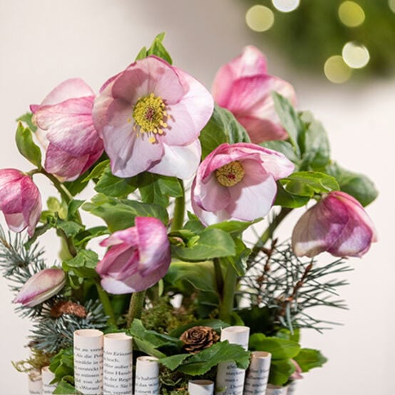 Hellebore HGC® Gold Collection® Winter Ballet® Liara