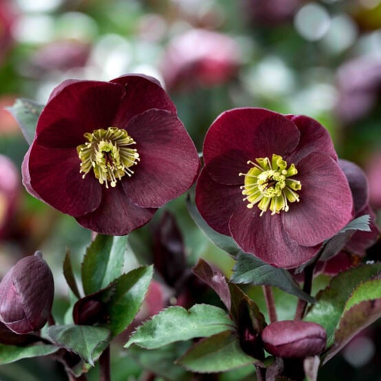 Hellebore HGC® Ice N' Roses® Barolo