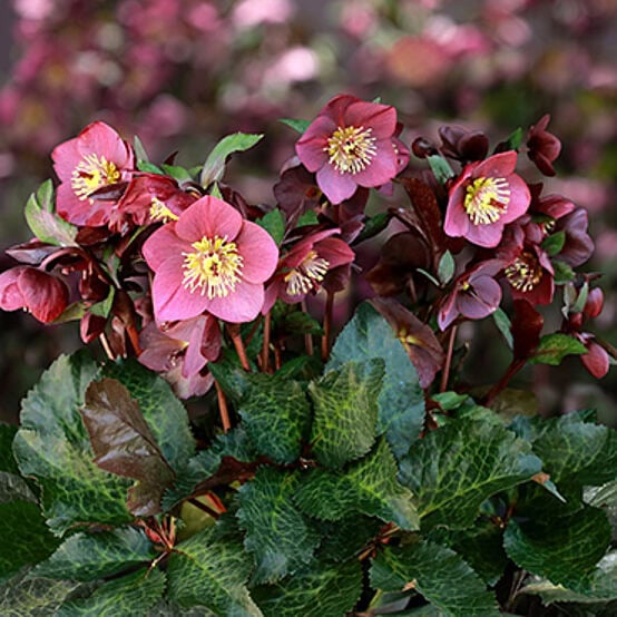 Hellebore HGC® Ice N' Rose® 'Megan Marble'