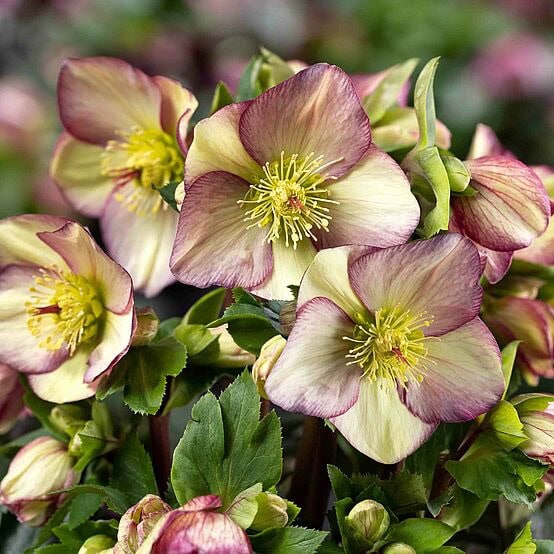 Hellebore HGC® Ice N' Rose® 'Purple Sunrise'