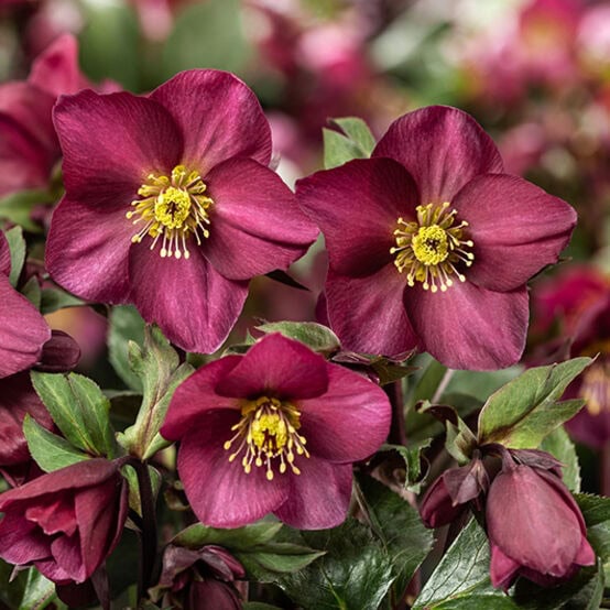 Hellebore HGC® Ice N' Rose® 'Red Romance'