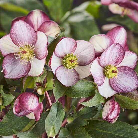 Hellebore HGC® Ice N' Rose® 'Rosado'