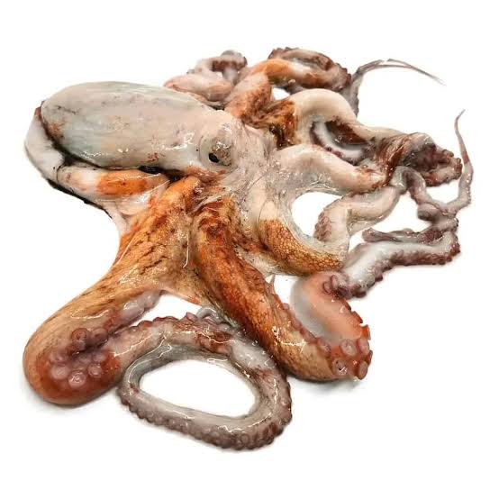 Polpo fresco di scoglio