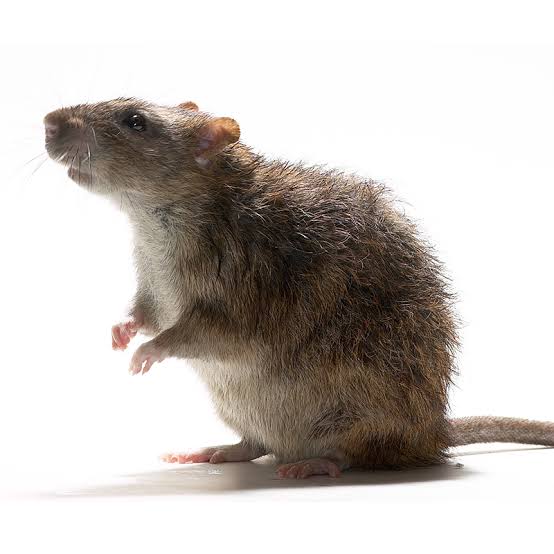 a photo of a brown rat