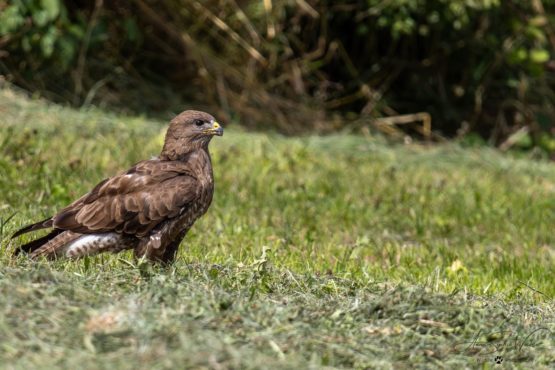 A very shy bird (Common Buzzard)