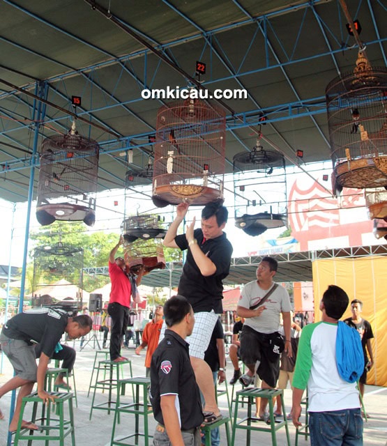 Om Agung Budiman dan murai batu Play Boy