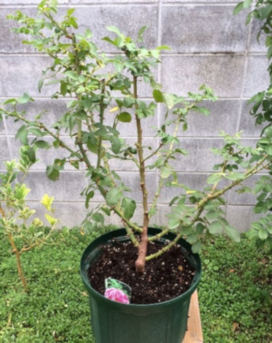 バラ植替え前1