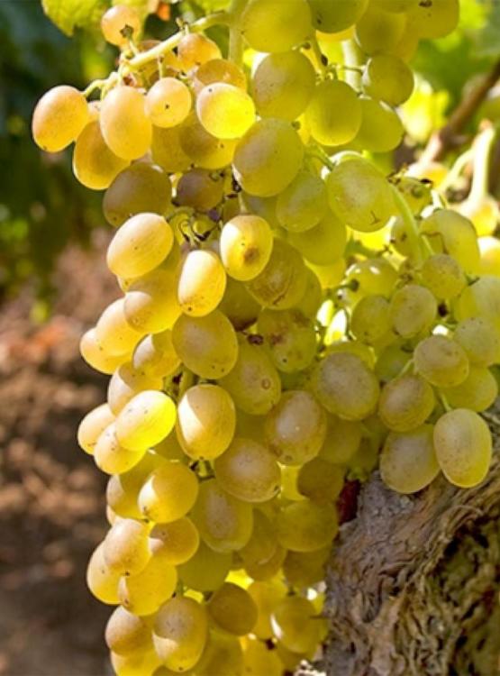 Grozd pošipa u našem vinogradu u Smokvici na otoku Korčuli