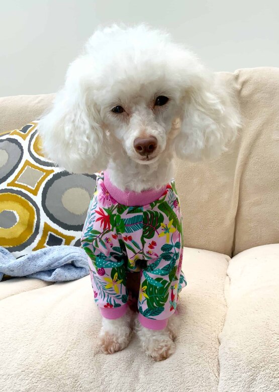 bella-pyjamas-for-dogs-pdf-sewing-pattern-the-tailoress