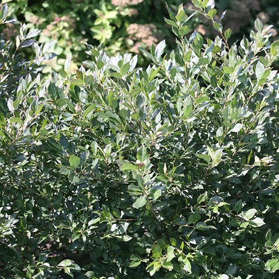 Winterberry (male) Little Goblin® Proven Winner™